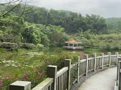 -大屏嶂森林公园