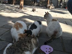 -四门塔风景区