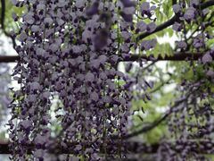 -嘉定紫藤园