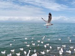 -青海湖国家重点风景名胜区