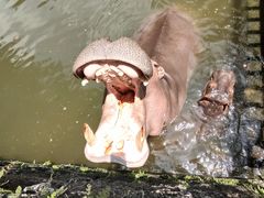 -海南热带野生动植物园
