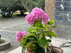 -泰山风景名胜区-普照寺