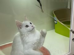 -青奢宠物·青奢猫舍