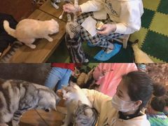 -猫猫幼稚园·撸猫·桌游·电玩