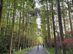 -东平国家森林公园