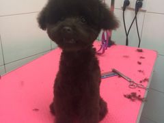 -喵宠乐园·撸猫互动·猫舍