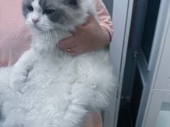 -青奢宠物·青奢猫舍