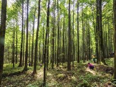 -武陵山森林公园