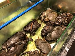 -Isla Sugbu Seafood City