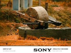 -千年银杏谷文化旅游区