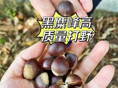 -长沙黑麋峰国家森林公园