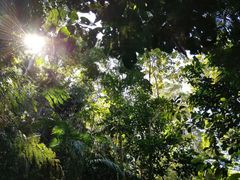 -热带雨林自然公园