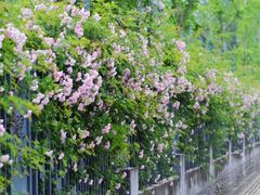 -杭州观成实验学校