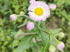 -大明寺素斋
