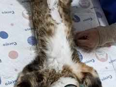 -灵美宠物诊所