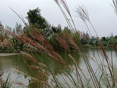 -白鹭湾湿地公园