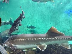 -太平洋海底世界