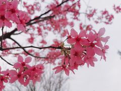 -顾村公园