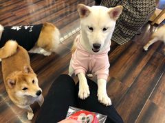 -豆柴町-柴犬主题狗咖(红鼎国际C座店)