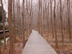 -合肥滨湖国家森林公园