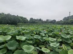 -前关湿地公园