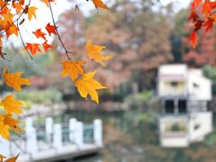 -上海共青森林公园