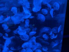 -海合安青岛极地海洋公园