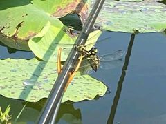 -滨湖塘西河公园