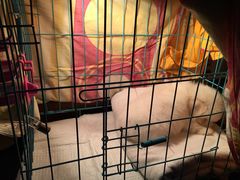 -1013 PET SHOP 宠物商店(近铁城市广场店)