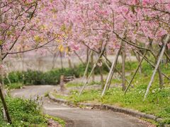 -天适樱花悠乐园