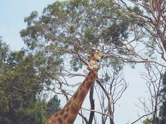 -威勒比开放式动物园