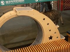 -伟伟宠物医院·瑞派猫友好医院·猫科(光谷店)