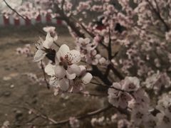 -白水寺森林公园