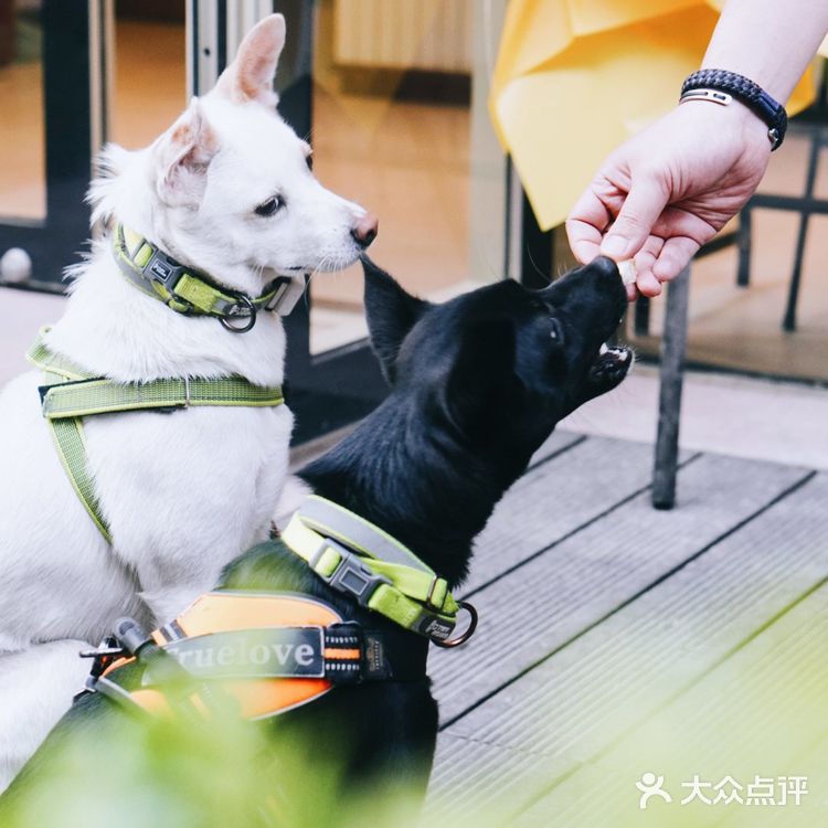 神秘的星巴克早餐佛卡恰,你吃过吗?