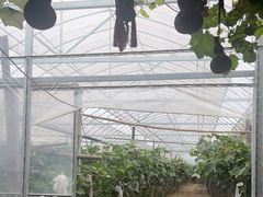 -马陆小张葡萄园农家乐