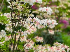 -上海滨江森林公园