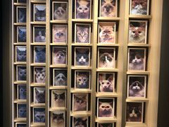 -CAT’S MEWSTAR CAFE·喵星球猫屋(晴湾咖啡店)