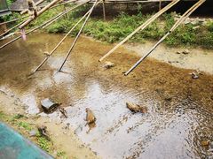 -西双版纳原始森林公园