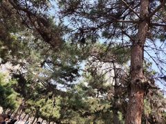 -护国法轮寺
