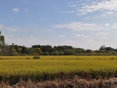 -广富林郊野公园