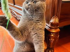 -猫大福·Fortune Cat猫舍(百子湾店)