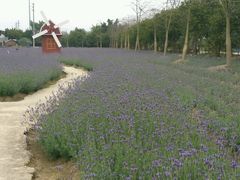 -广东花都香草世界旅游度假区