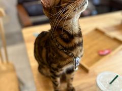 -楼上猫咖(罗湖店)