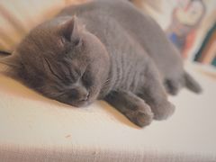 -初见咖啡(青大路店)