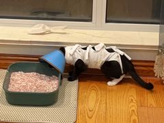 -东日国际动物医院·CT·心脏专科(桃源分院)