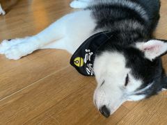 -Husky Go! 哈士奇体验馆·宠物咖啡厅狗咖