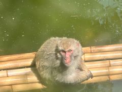 -鸡鸣汤包(红山动物园店)