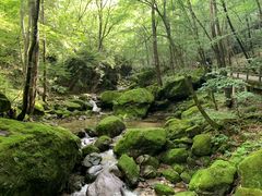 -牛背梁国家森林公园
