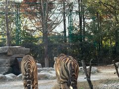 -上海野生动物园老虎餐厅