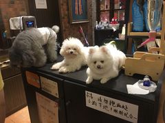 -more than meow吴止猫主题餐厅(承德 中船汇店)